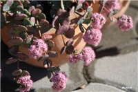 c1ca8c50-IMG_6267 sedum sieboldi.jpg